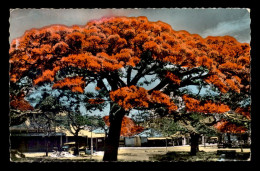 NOUVELLE CALEDONIE - NOUMEA - LES FLAMBOYANTS - Neukaledonien