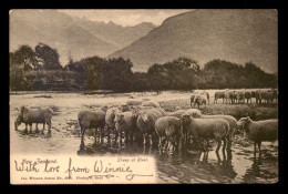 NOUVELLE-ZELANDE - SHEEP AT RIVER - MOUTONS - New Zealand