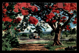 LA REUNION - FLAMBOYANT - AUTOCAR CITROEN - Autres & Non Classés