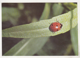 Germany Old Uncirculated Postcard - Animals - Insects - Ladybird - Insetti