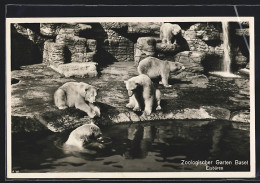 AK Basel, Zoologischer Garten, Eisbären  - Hunde