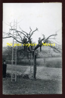 EVENDORF (MOSELLE) - SURGREFFAGE DE POMMIER - MARS 1938 - AGRICULTURE - Orte