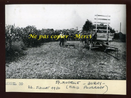 BORNY (MOSELLE) - RECOLTE DU MAIS - JUILLET 1950 - AGRICULTURE - Places