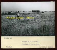 BORNY (MOSELLE) - BLE VERSE - BOSSARD DE RIMPAU - JUILLET 1950 - AGRICULTURE - Orte