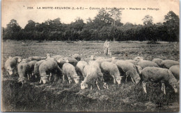 41 LA MOTTE BEUVRON - Colonie St Maurice, Moutons Au Paturage  - Lamotte Beuvron
