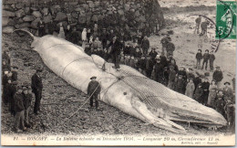 29 ROSCOFF - La Baleine Echouee En Decembre 1904 - Roscoff
