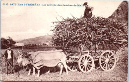 65 Dans Les Pyrenees, La Rentree Des Jambes De Maïs. - Autres & Non Classés