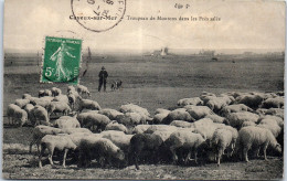 80 CAYEUX SUR MER - Troupeau De Moutons Aux Pres Sales - Cayeux Sur Mer