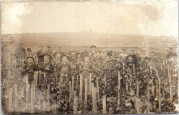 51 CARTE PHOTO - Scene De Vendanges En Champagne  - Andere & Zonder Classificatie