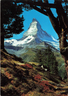 SUISSE - Zermatt - Bergarven Auf Riffelalp - Matterhorn 4478 M.Mt.Cervin - Colorisé - Carte Postale - Zermatt