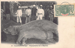 Sénégal - Hippopotame Tué à Bigoma, Casamance - Ed. Inconnu 20 - Sénégal