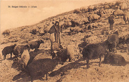 Liban - Berger Bédouin - Ed. Jean Torossian 24 - Lebanon