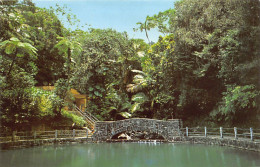 Puerto Rico - EL YUNQUE - Vista Del Bosque Tropical - Ed. Rahola  - Puerto Rico