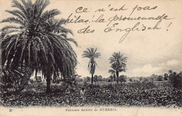 MYRRHIA - Palmiers Datiers - Tunisia