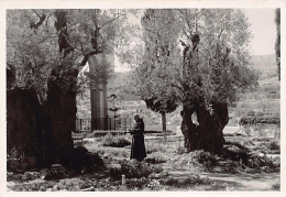 Palestine - JERUSALEM - Garden Of Gethsemane - REAL PHOTO - Publ. G. Semerdjian Photo-Rex - Palestina
