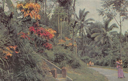 Sri Lanka - Road To Peradeniya - Publ. CX (Moscow, Year 1967)  - Sri Lanka (Ceylon)