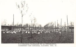 België - OUWEGEM Auwegem (O. Vl.) Van Simaelj Poultrij - Autres & Non Classés