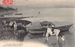 Génève - Rives Du Léman - Vaches - Genève