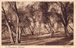 Libya - Artistic Tripolitania - An Olive Grove - Libië