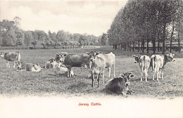 JERSEY - Jersey Cattle - Publ. Hartmann Series 1615 - Otros & Sin Clasificación