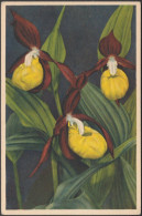 Cypripedium Calceolus - Frauenschuh, C.1930 - Edition Stehli CPA - Flowers