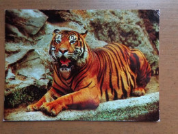 Zoo, Dierenpark, Tierpark / Tierpark Frankfurt Am Main, Tiger -> Written - Tigri