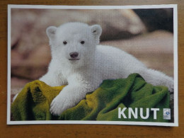 Zoo, Dierenpark, Tierpark / Tierpark Berlin, Der Eisbar Knut -> Unwritten - Ours