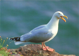 ANIMAUX - Goeland Argenté - Colorisé - Carte Postale - Oiseaux