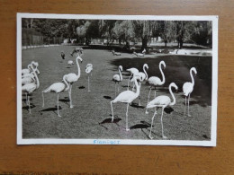 Zoo, Dierenpark, Tierpark / Munchener Tierpark Hellabrunn, Flamingos -> Unwritten - Vögel