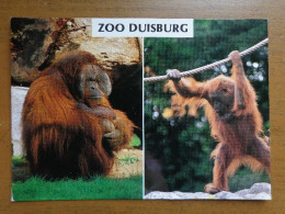 Zoo, Dierenpark, Tierpark / Zoo Duisburg, Orang Utan -> Written - Monos