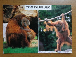 Zoo, Dierenpark, Tierpark / Zoo Duisburg, Orang Utan -> Written - Affen