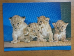 Zoo, Dierenpark, Tierpark / Zoologischer Garten Berlin, Junge Lowen -> Written - Lions