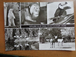 Zoo, Dierenpark, Tierpark / Rostocker Zoo -> Unwritten - Sonstige & Ohne Zuordnung
