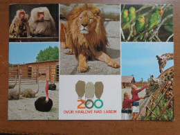 Zoo, Dierenpark, Tierpark / Zoo Dvur Kralové Nad Labem -> Unwritten - Other & Unclassified