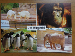 Zoo, Dierenpark, Tierpark / Zoo Wuppertal -> Unwritten - Other & Unclassified