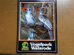 Zoo, Dierenpark, Tierpark / Vogelpark Walsrode, Rotschnabeltoko -> Unwritten - Uccelli