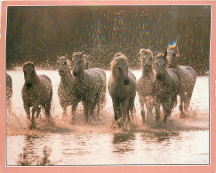 Format Spécial - 170 X 118 Mms - Animaux - Chevaux - Camarguais - Etat Léger Pli Visible - Frais Spécifique En Raison Du - Pferde