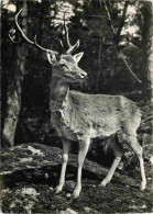 Animaux - Cervidés - Suisse - Switzerland - Zoologischer Garten Zurich - Hirsch - Chevreuil - Zoo - Carte Dentelée - CPS - Sonstige & Ohne Zuordnung