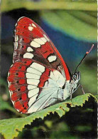 Animaux - Papillons - Blauschiller - Limenitis Anonyma Anonyma Lewis - Lesser White Admiral - Sylvain - Kleine Ijsvogel  - Papillons