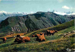 Animaux - Vaches - Savoie - En Maurienne - - Troupeau à L'heure De La Sieste - Au Fond Les Aiguilles D'Arves - Montagnes - Vacas