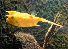 Animaux - Poissons - Musée Océanographique De Monaco - 24-048-01 - Poisson Coffre - Cow Fish - Carte Neuve - CPM - Voir  - Fish & Shellfish