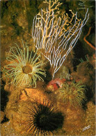 Animaux - Poissons - Aquarium Du Laboratoire Arago De Banyuls Sur Mer - Trois Cérianthes, Genre D'Anémone Et Deux Gorgon - Fische Und Schaltiere