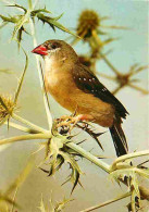 Animaux - Oiseaux - A Définir - Petit Oiseau à Bec Rouge - CPM - Voir Scans Recto-Verso - Uccelli