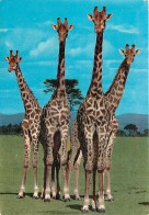 Animaux - Girafes - East Africa - African Wildlife - Giraffes - Voir Timbre De Uganda - CPM - Voir Scans Recto-Verso - Giraffe