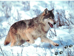 Animaux - Loups - Hiver - Neige - Wolf - Lobo - CPM - Carte Neuve - Voir Scans Recto-Verso - Other & Unclassified