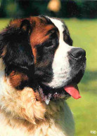 Animaux - Chiens - Saint Bernard - CPM - Voir Scans Recto-Verso - Hunde