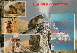 Animaux - Marmottes - CPM - Voir Scans Recto-Verso - Other & Unclassified