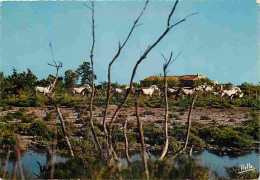 Animaux - Chevaux - Camargue - Les Chevaux Sauvages - CPM - Voir Scans Recto-Verso - Horses