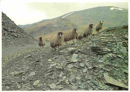 Animaux - Moutons - CPM - Voir Scans Recto-Verso - Autres & Non Classés