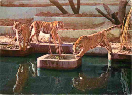 Animaux - Fauves - Tigre - Antwerpen Zoo - Zoo D'Anvers - Tigre De Sibérie - CPM - Voir Scans Recto-Verso - Tijgers
